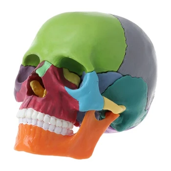 15Pcs/Set Rozebrat Lebka Model Barva Lebka Anatomický Model Odnímatelné Učební Nástroj